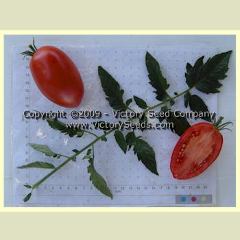 'Mama Leone' tomatoes.