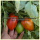 'Mama Leone' tomatoes at various stages of ripeness.