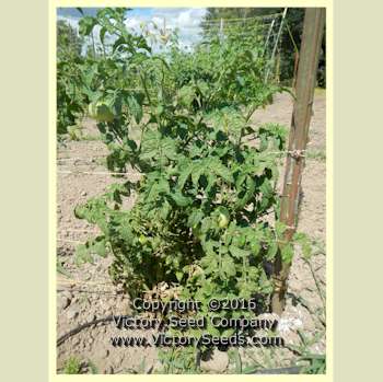 'Maralinga' dwarf tomato plant.