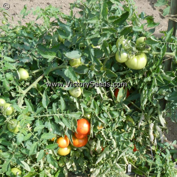 'Marglobe' tomato plant.