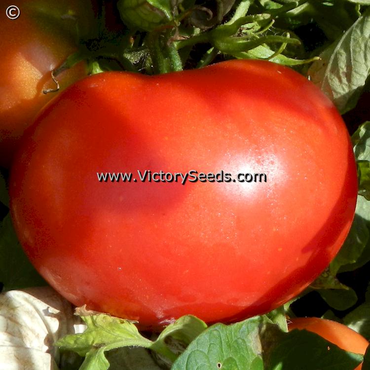 'Marglobe' tomato.
