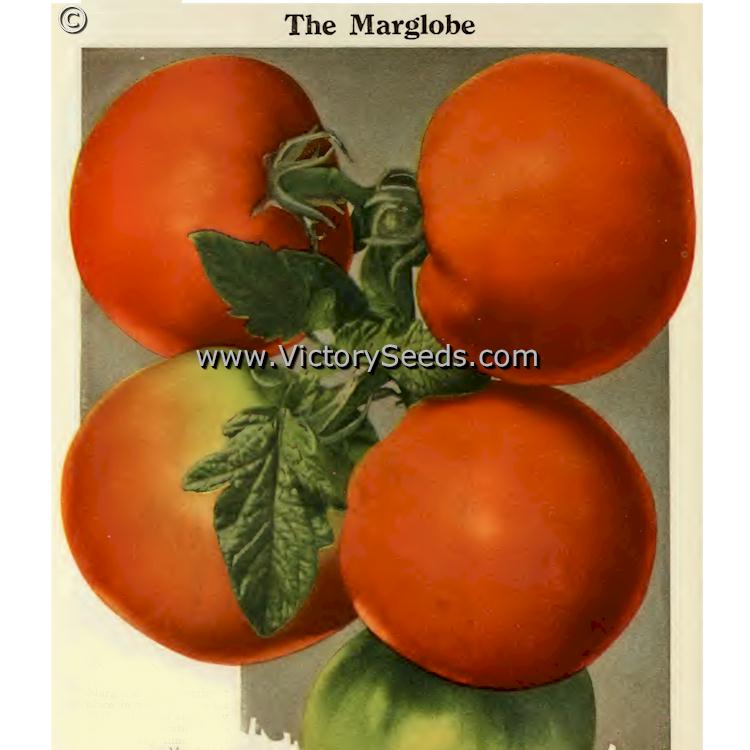 1927 lithograph of 'Marglobe' tomatoes.