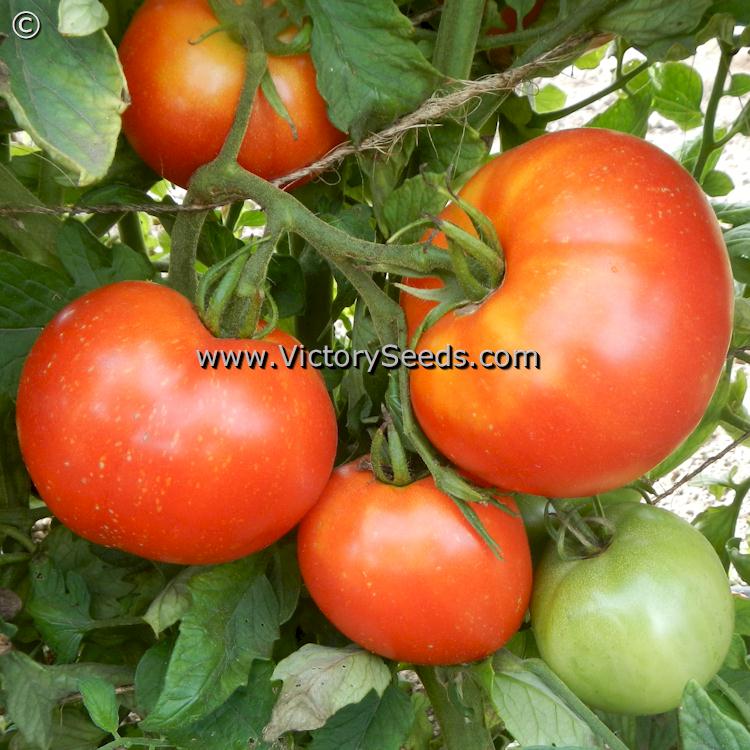 'Marglobe' tomatoes.