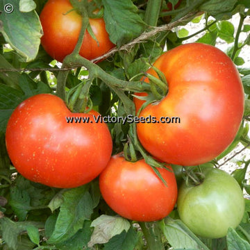 Determinate & Semi-Determinate Tomato Varieties - Heirloom, Open ...