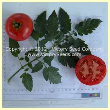 'Marhio' (aka Livingston's 'Marvelous') tomatoes.