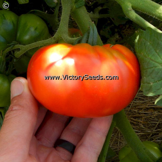 'Marmande' (aka 'Costoluto') tomato.