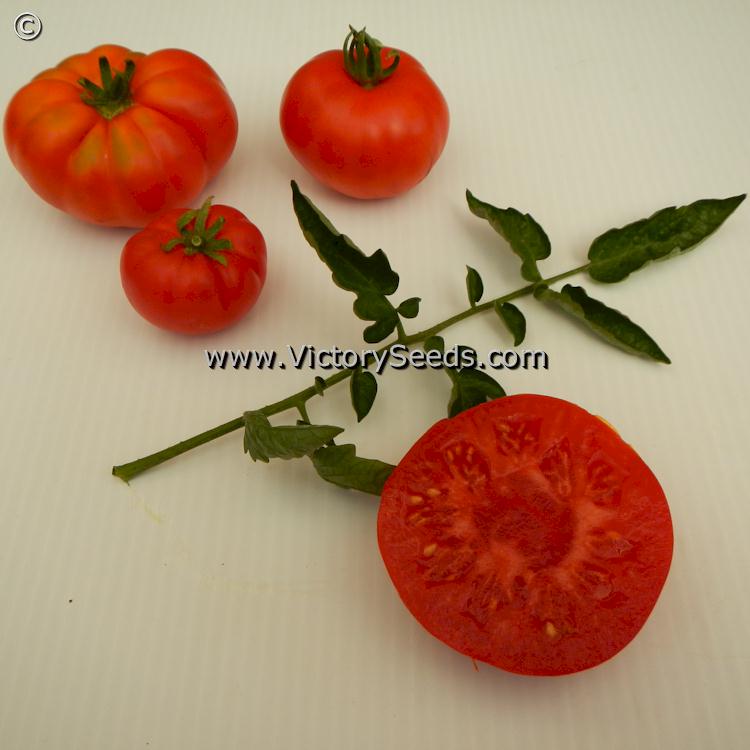 'Marmande' (aka 'Costoluto') tomatoes.
