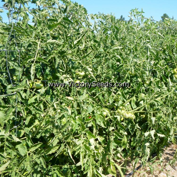 'Marmande' (aka 'Costoluto') tomato plants.