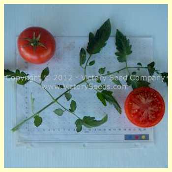 'Matchum' tomatoes.
