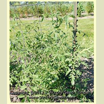 'Matchum' tomato plant.