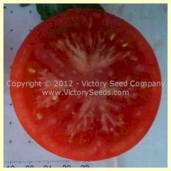 'Matchum' tomato slice.