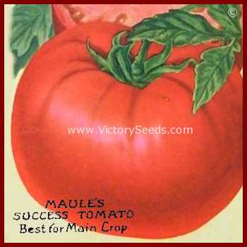 Maule's 'Success' tomato as illustrated on their 1922 seed annual.