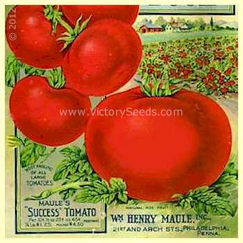 Maule's 'Success' tomato as illustrated on their 1915 seed annual.