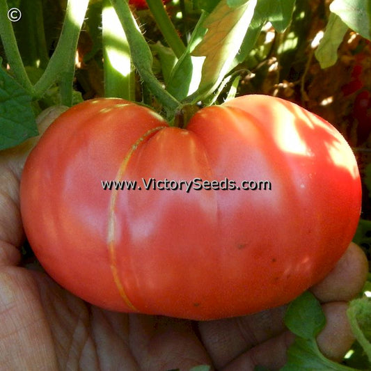 'McGarity's Mortgage Lifter' tomato.