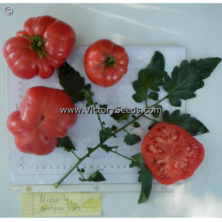 'McGarity's Mortgage Lifter' tomatoes.