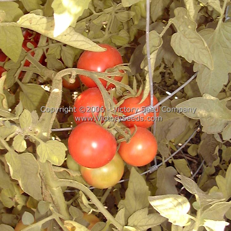 'McGee' tomatoes.