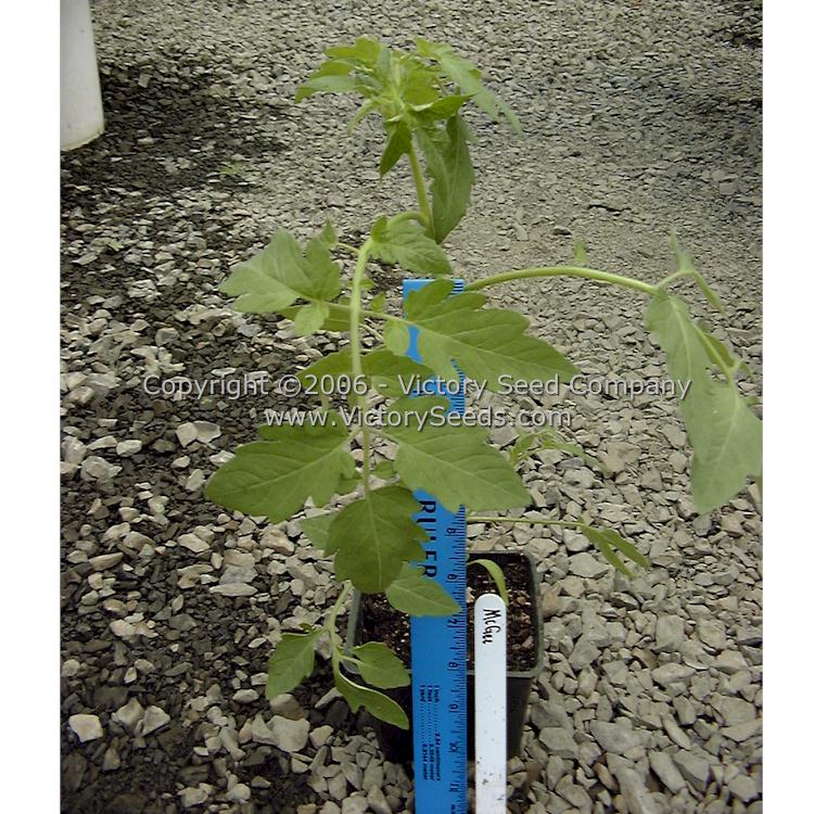 A 'McGee' tomato seedling.