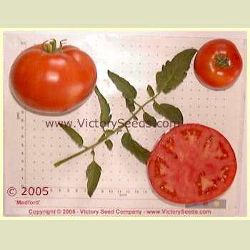 Medford tomatoes.