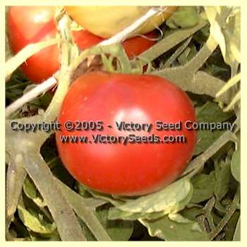 'Medford' tomato fruit.