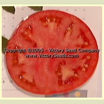 'Medford' tomato slice.