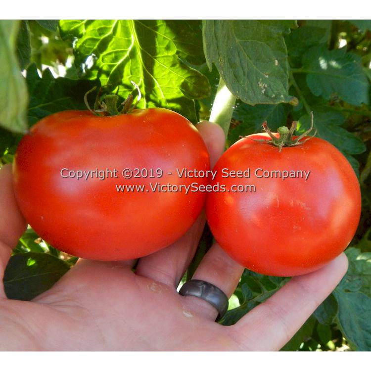 'Michigan Red Wonder' tomatoes.
