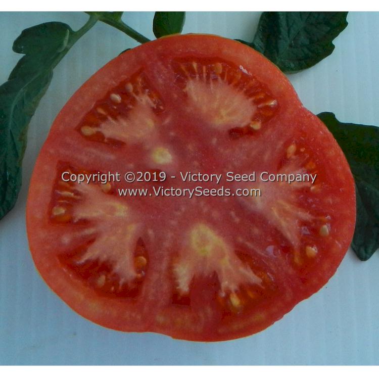 A slice of 'Michigan Red Wonder' tomato.