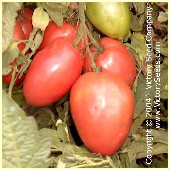 'Mikarda Sweet' tomatoes.