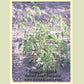 'Mikarda Sweet' tomato plant.