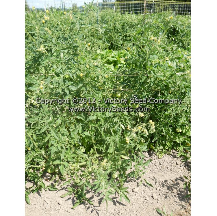 'Millet's Dakota' tomato plants.