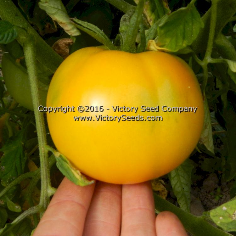 'Mingold' tomato.