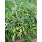 'Mingold' tomato plant.
