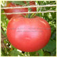 'Missouri Pink Love Apple' tomato.