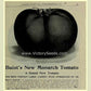 'Monarch's' description from Robert Buist's 1913 seed catalog and almanac.