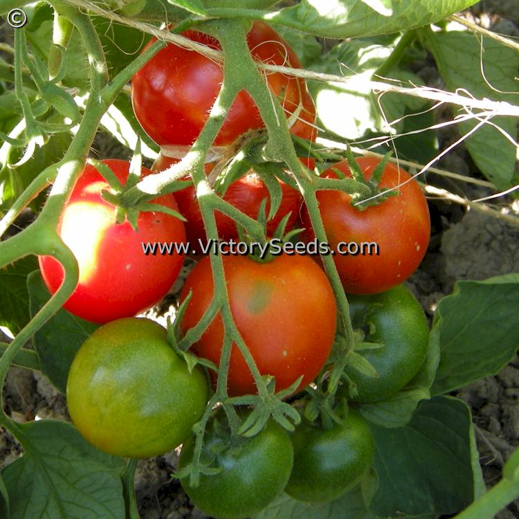 'Moravsky Div' tomatoes.