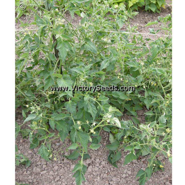 'Moravsky Div' tomato plant.