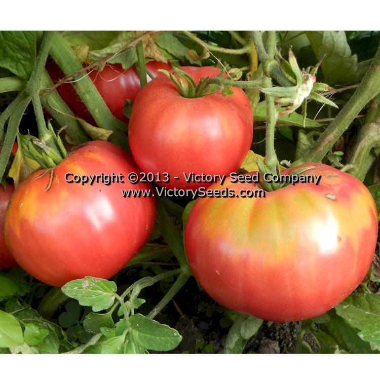 'Pale Leaf Mortgage Lifter' tomatoes.