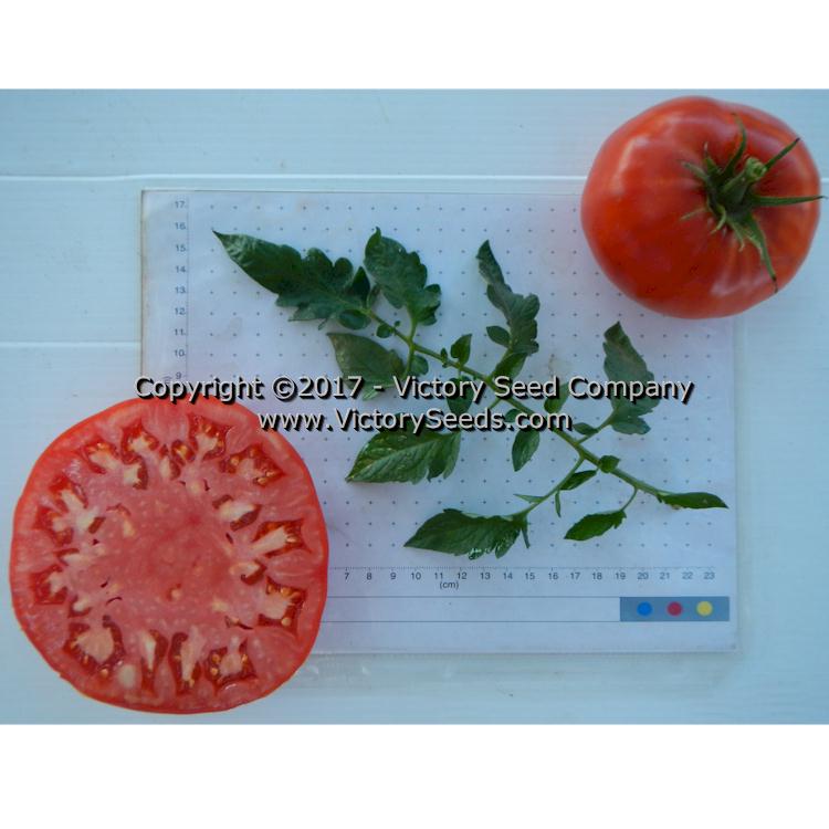 'Red Mortgage Lifter' tomatoes.