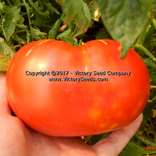'Red Mortgage Lifter' tomato.