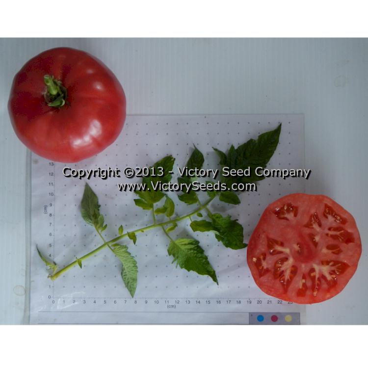 'Pale Leaf Mortgage Lifter' tomatoes.