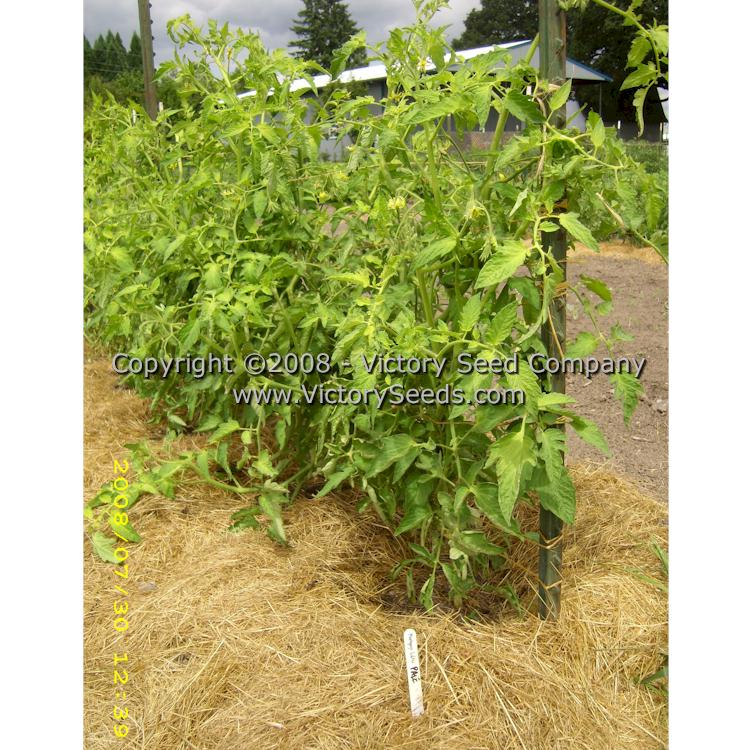 'Pale Leaf Mortgage Lifter' tomato plant.