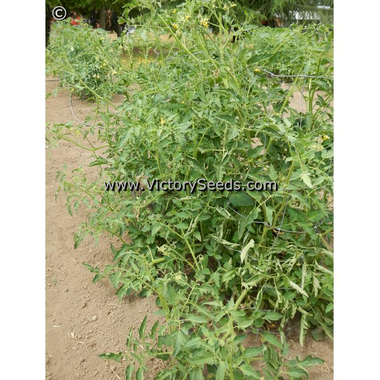 'Mullens' Mortgage Lifter' tomato plants.
