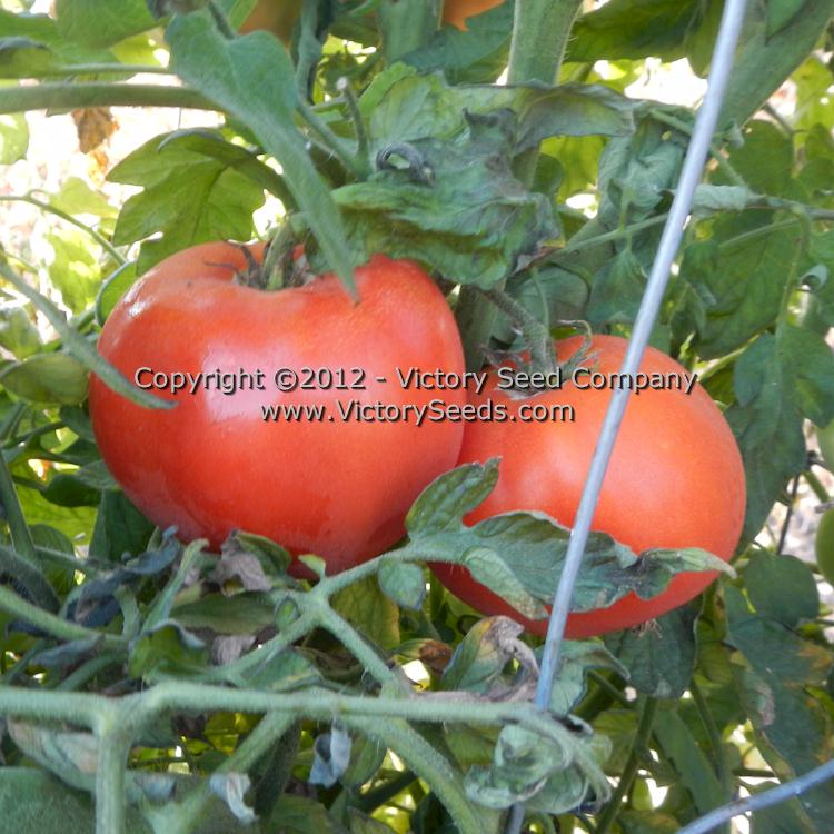 'Nepal' tomatoes.