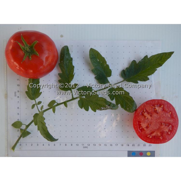 'Nepal' tomatoes.