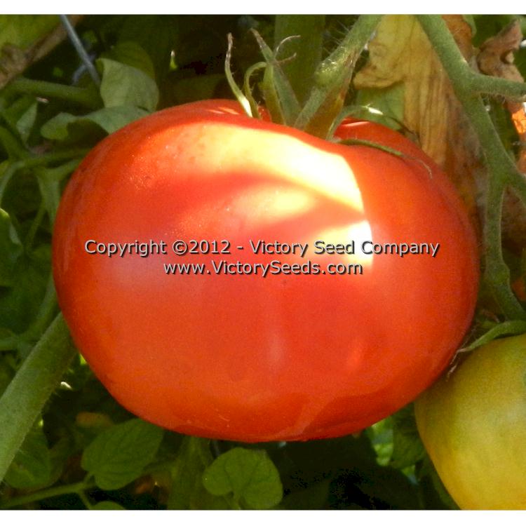 'Nepal' tomato.