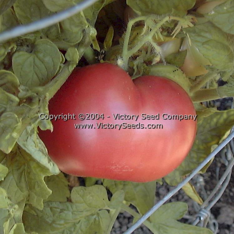 Isbell's 'New Big Dwarf' tomato.