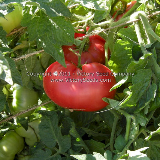 Isbell's 'New Big Dwarf' tomato.