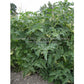 Isbell's 'New Big Dwarf' tomato plant.