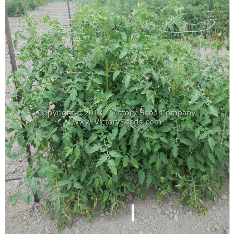 'New King' tomato plants.