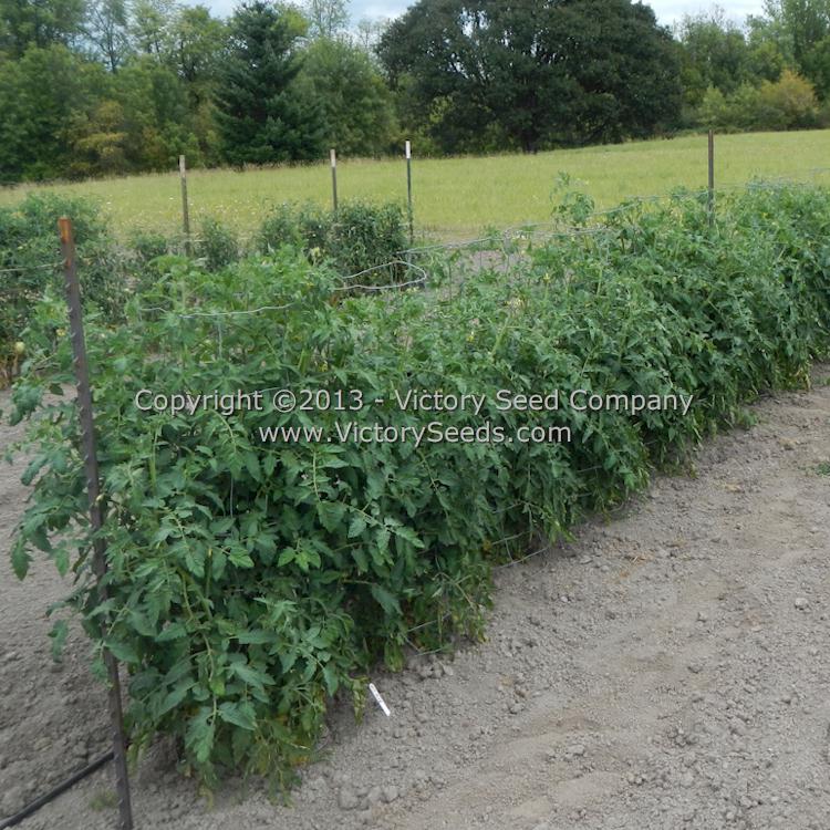 A row of 'New King' tomatoes.