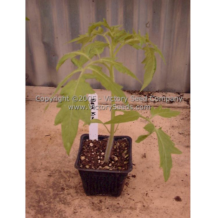 'New King' tomato seedling.